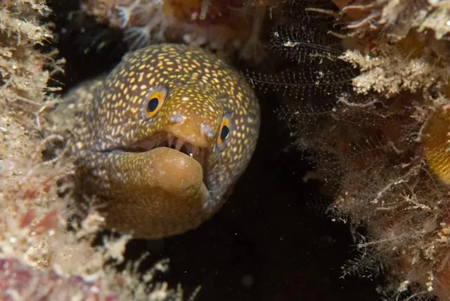 Moray (Gymnothorax eurostus)