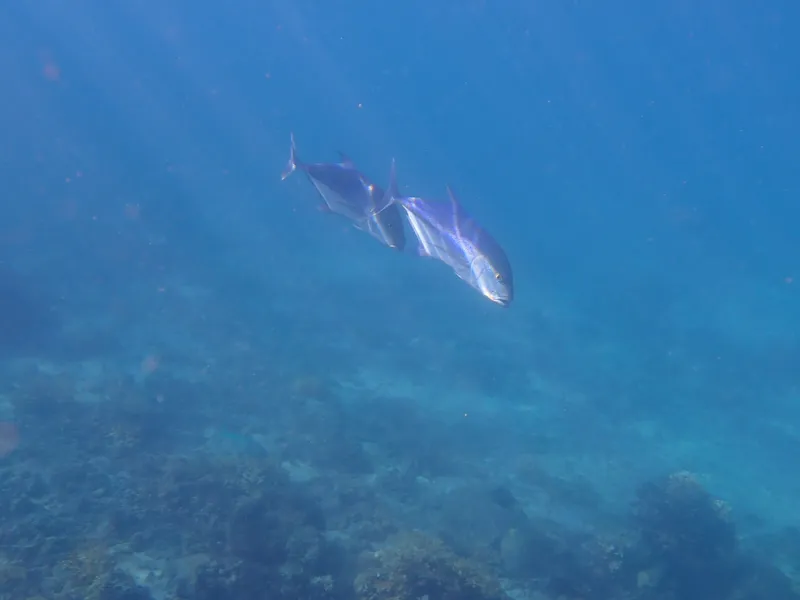 Bluefin Trevally (Caranx melampygus)