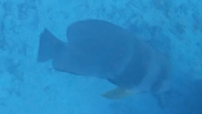 Blunthead Batfish (Platax teira)