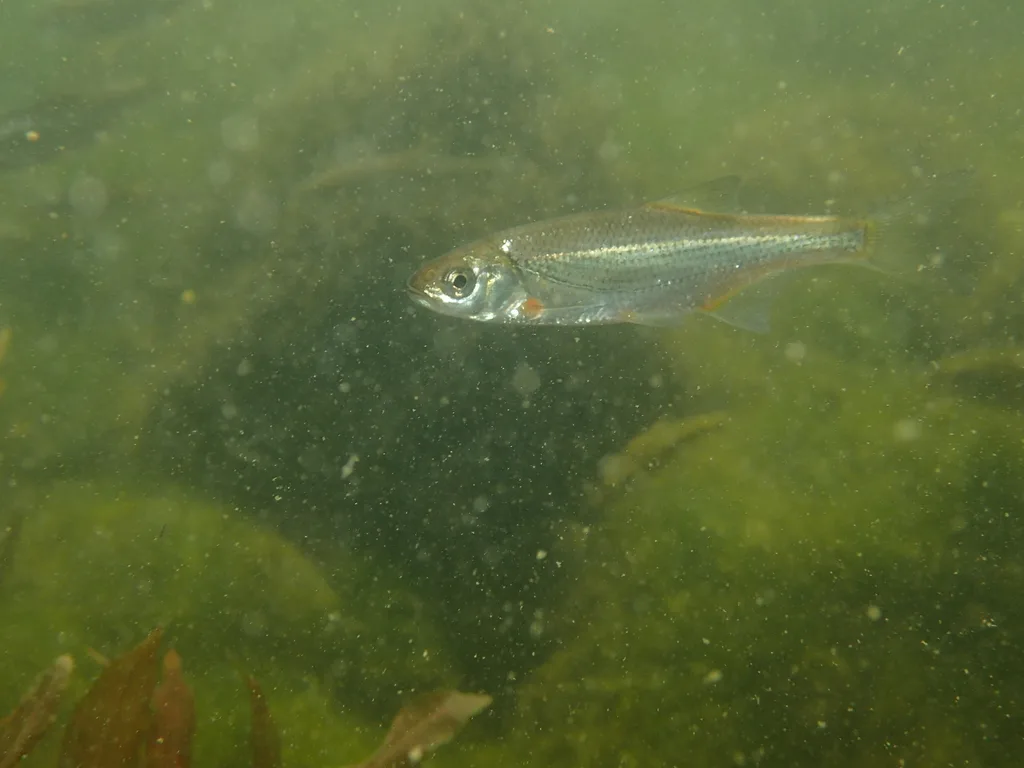 Bleak (Alburnoides bipunctatus)
