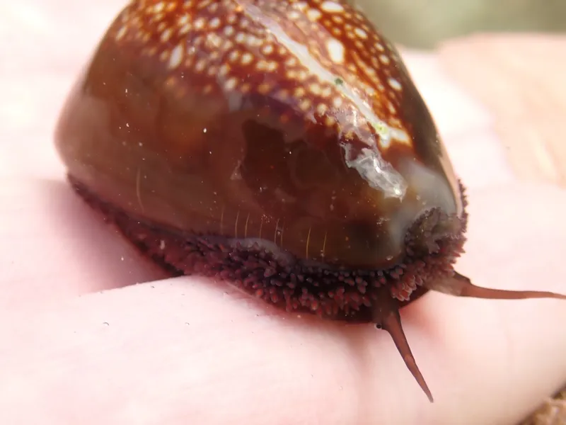 Serpent's Head Cowrie (Monetaria caputserpentis)