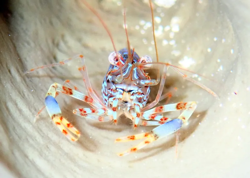 Twoclaw Shrimp (Brachycarpus biunguiculatus)