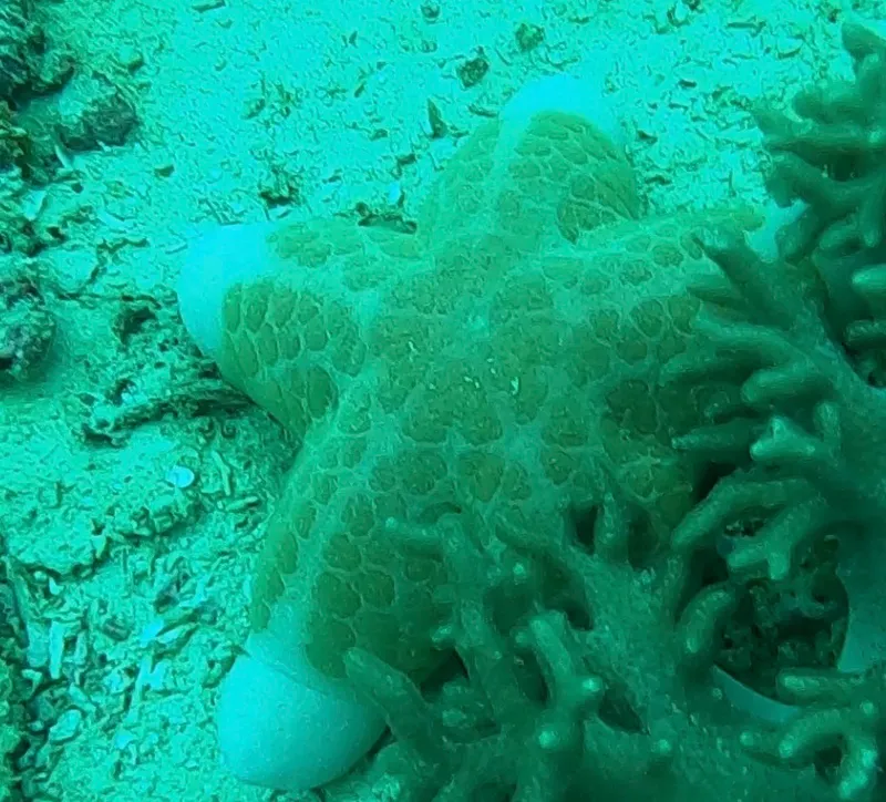 Grainy Cushion Star (Choriaster granulatus)