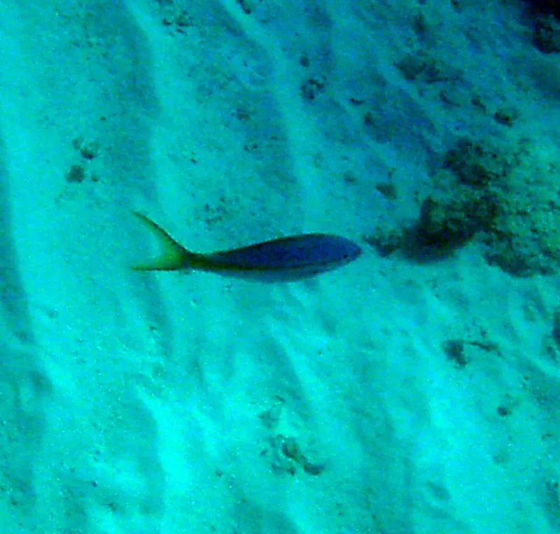 Cola (Ocyurus chrysurus)