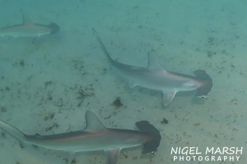 Scalloped Hammerhead (Sphyrna lewini)