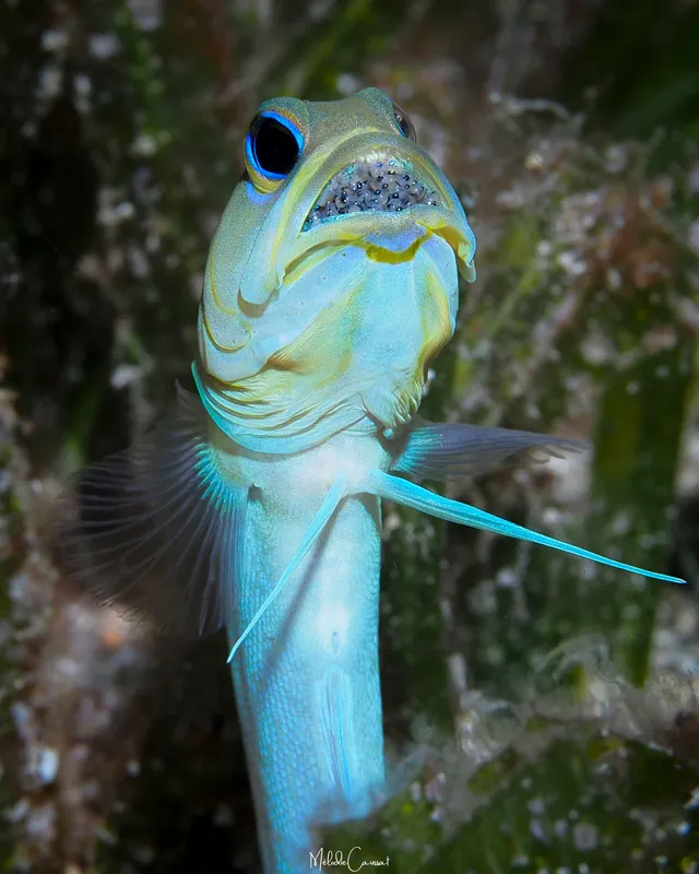 Yellowhead Jawfish (Opistognathus aurifrons)