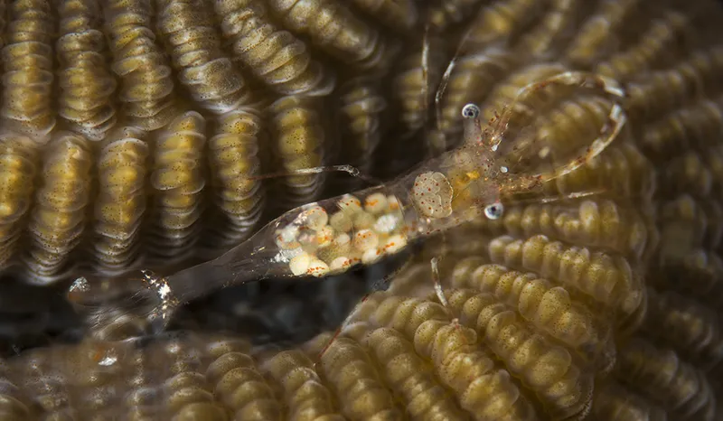Longtail Grass Shrimp (Urocaris longicaudata)