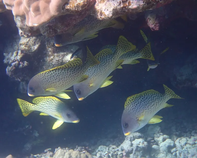 Blackspotted Grunt (Plectorhinchus gaterinus)