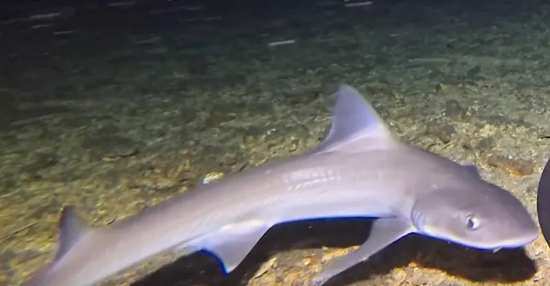 Houndshark (Mustelus stevensi)