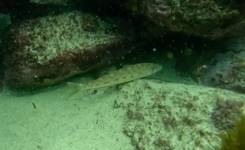 Eastern School Whiting (Sillago flindersi)