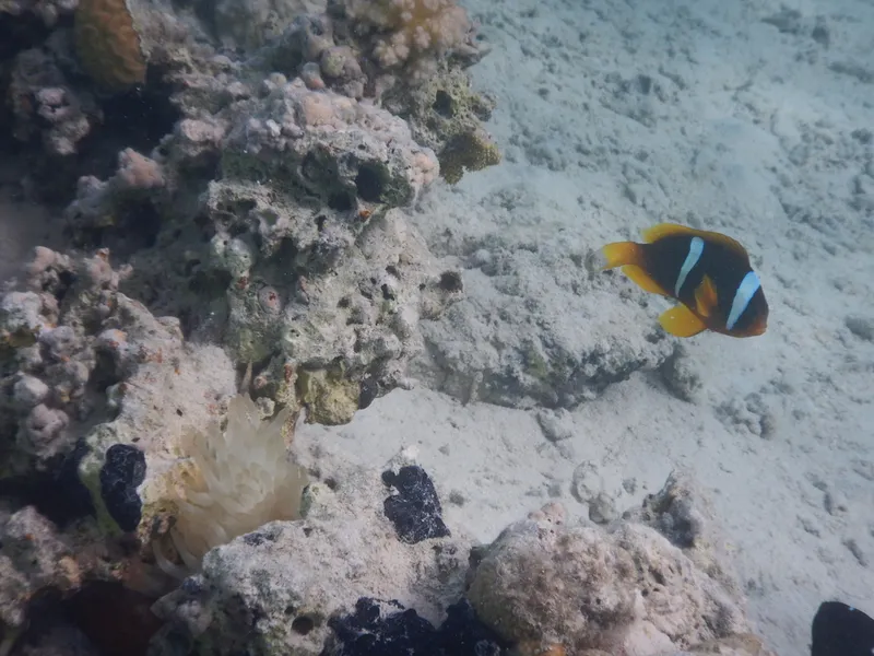 Twoband Anemonefish (Amphiprion bicinctus)