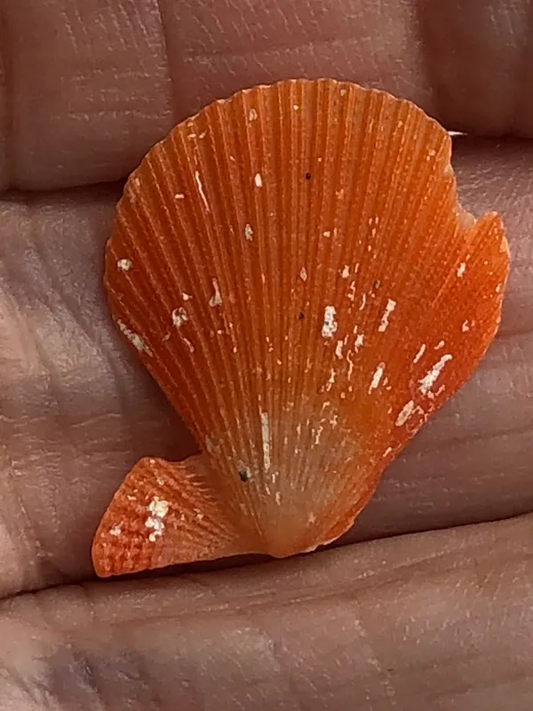 Sentis Scallop (Caribachlamys sentis)