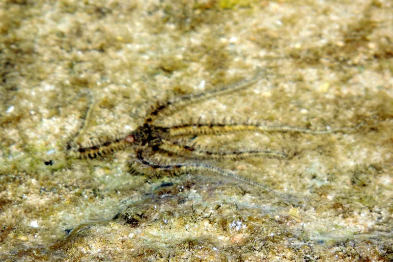 Lagoon Brittle Star (Ophiocoma scolopendrina)