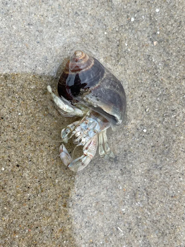 Roux's Hermit Crab (Diogenes pugilator)