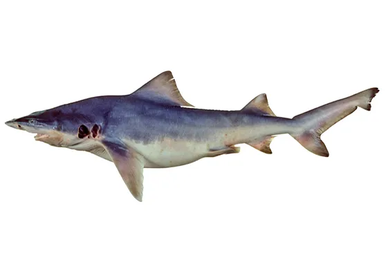 Northern River Shark (Glyphis garricki)