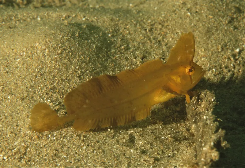 Silver-Sided Weedfish (Cristiceps argyropleura)