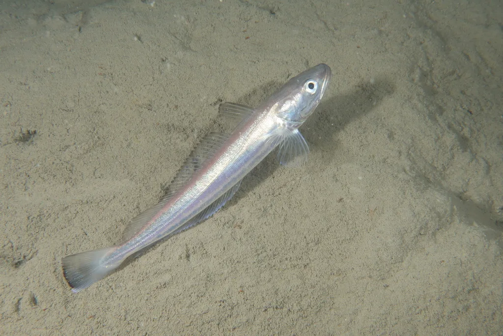 European Hake (Merluccius merluccius)
