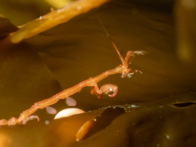 Ghost Shrimp (Caprella linearis)