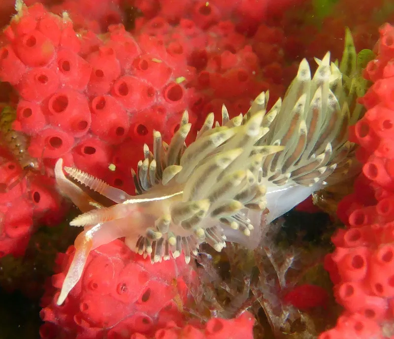 Lynx Nudibranch (Phidiana lynceus)