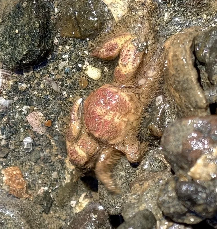 Hairyclaw Porcelain Crab (Megalobrachium poeyi)