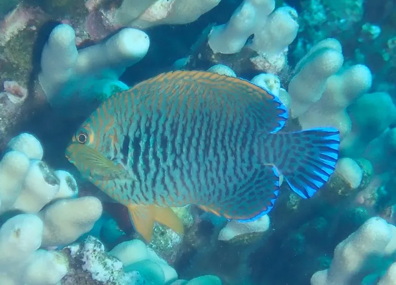 Dwarf Angelfish (Centropyge potteri)