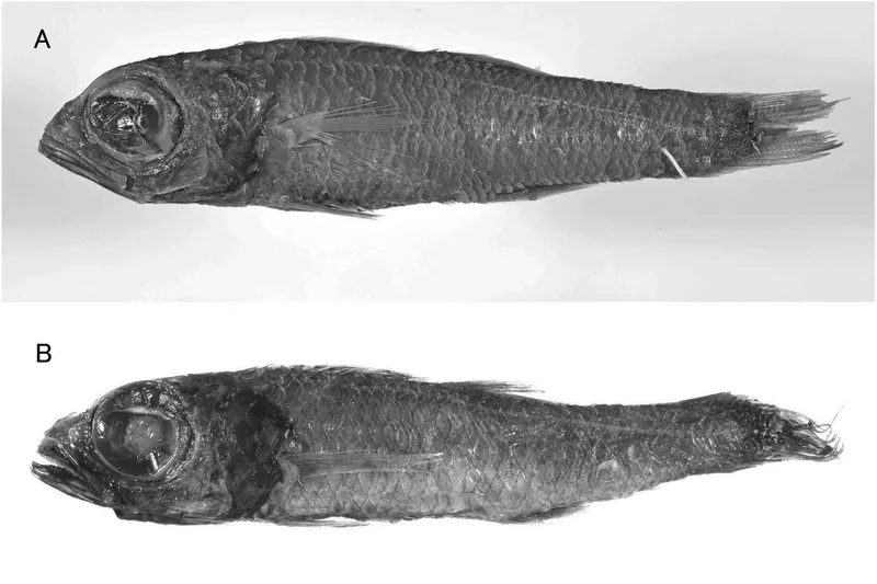 Bigeye Deepwater Cardinalfish (Epigonus macrops)