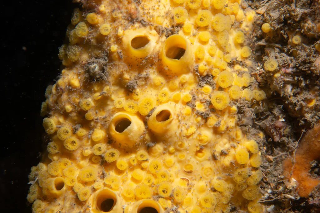 Boring Sponge (Cliona celata)