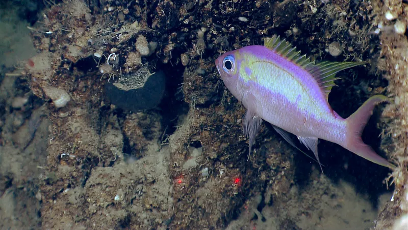 Swallowtail Bass (Anthias woodsi)