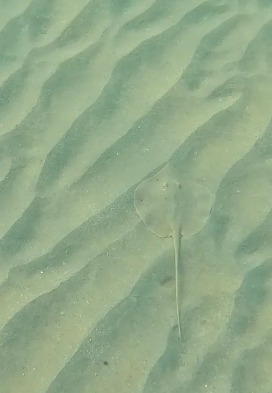 Arabian Whipray (Brevitrygon manjajiae)