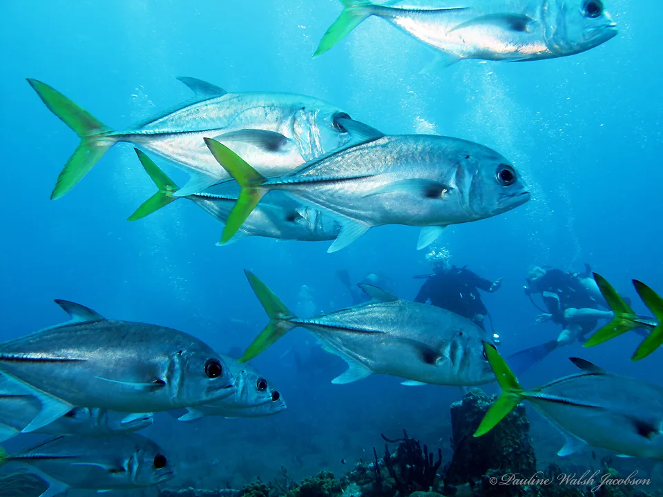 Horse-Eye Jack (Caranx latus)