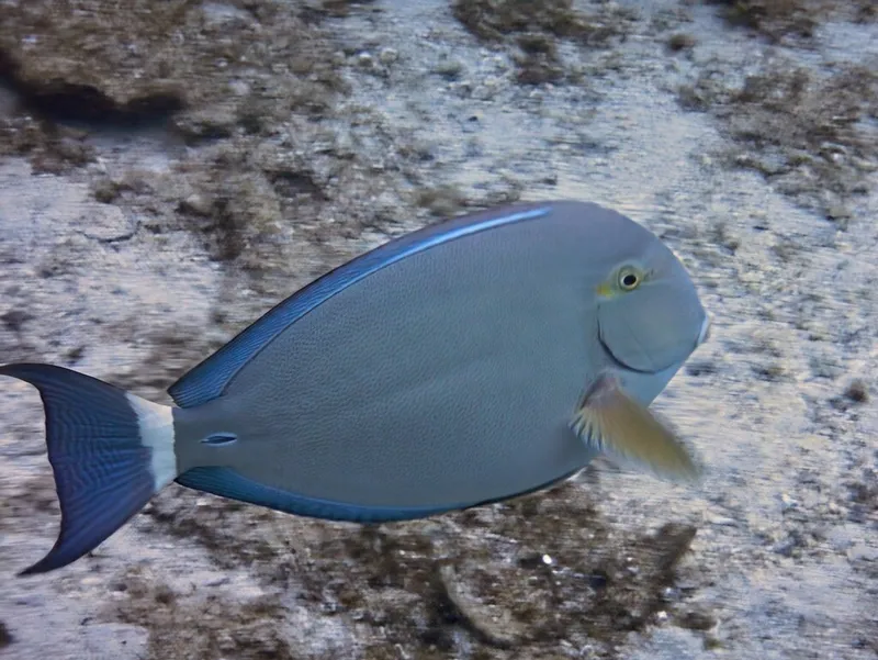 Ringtail Surgeonfish (Acanthurus blochii)