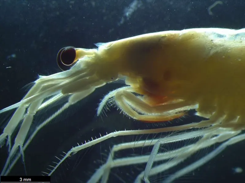 Arctic Red Prawn (Eusergestes arcticus)