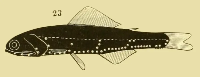 Mediterranean Lanternfish (Notoscopelus elongatus)