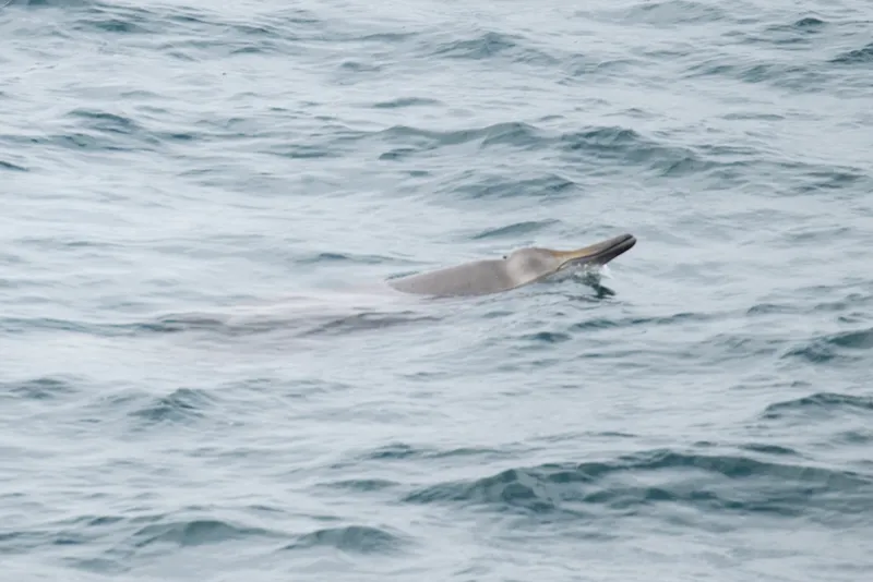 North Atlantic Beaked Whale (Mesoplodon bidens)
