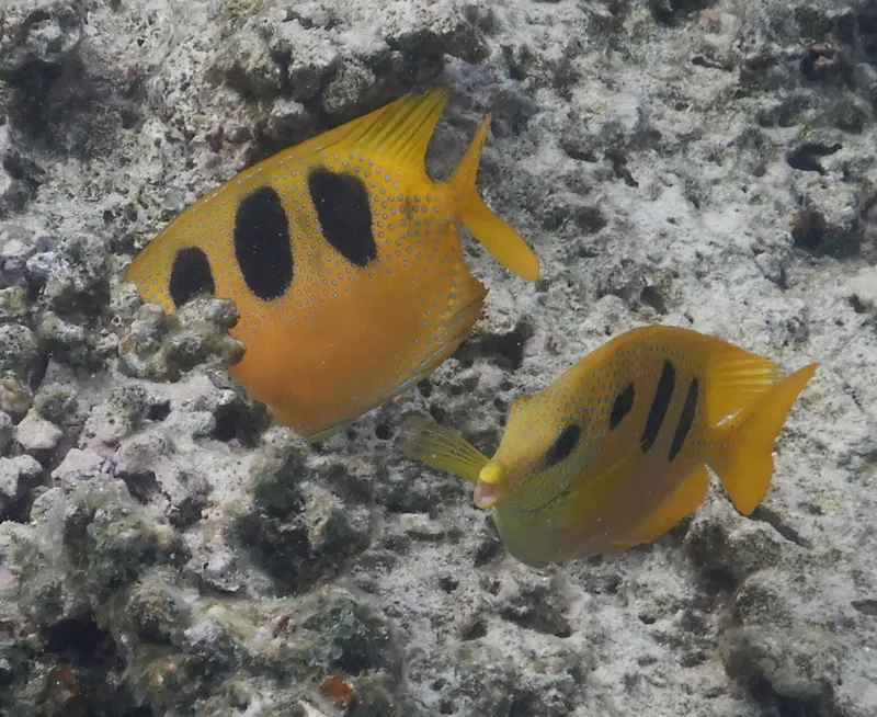 Three-Spot Rabbitfish (Siganus trispilos)