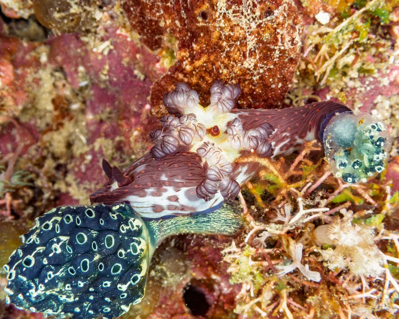 Nembrotha mullineri
