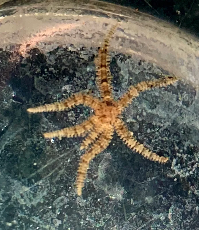 Little Six-Arm Brittle Star (Ophiactis savignyi)