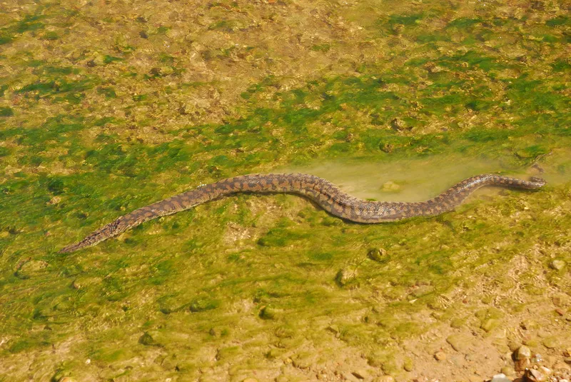 Arafura File Snake (Acrochordus arafurae)