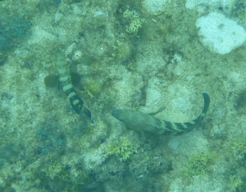 Niger Seabass (Cephalopholis nigri)