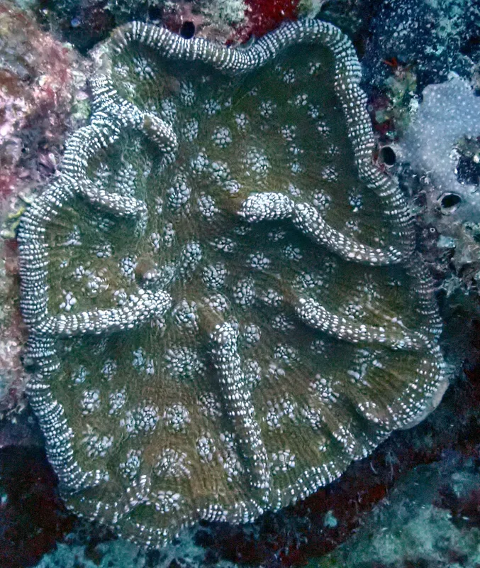 Knobby Cactus Coral (Mycetophyllia aliciae)