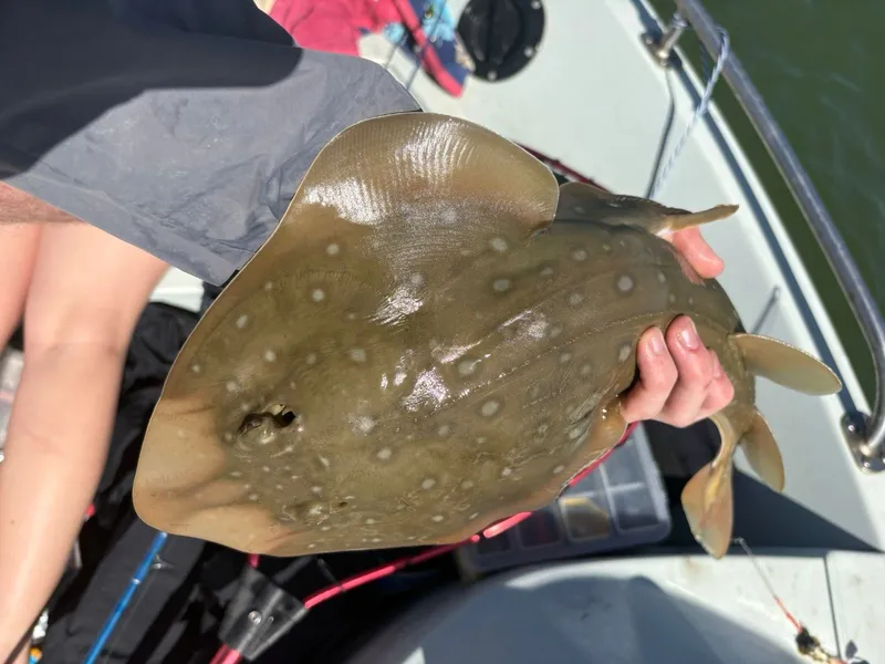 Bluntnose Guitarfish (Acroteriobatus blochii)