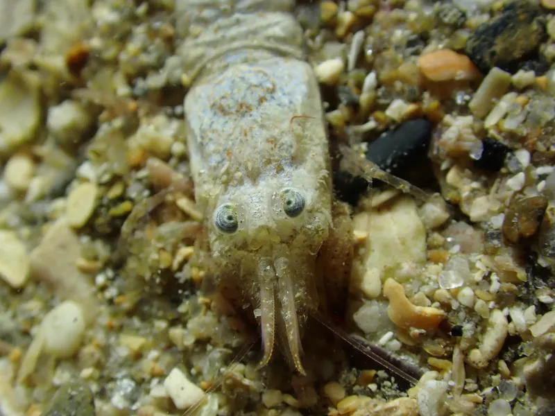 Philocheras sculptus