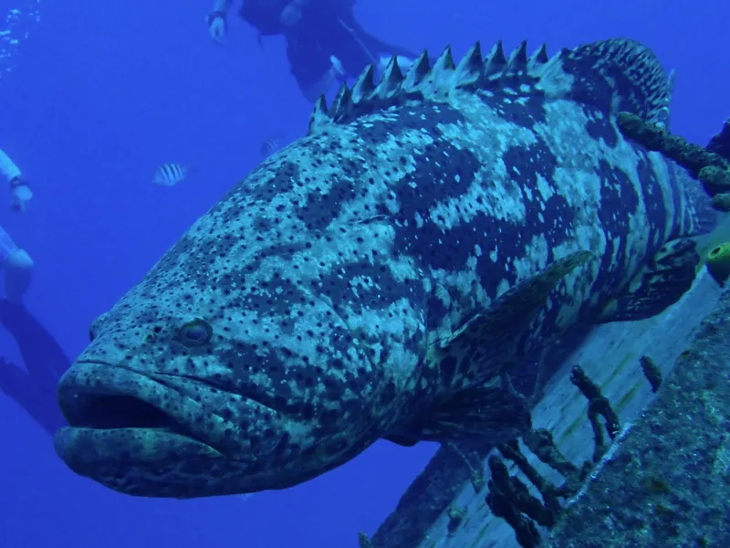 Goliath Grouper (Epinephelus itajara)