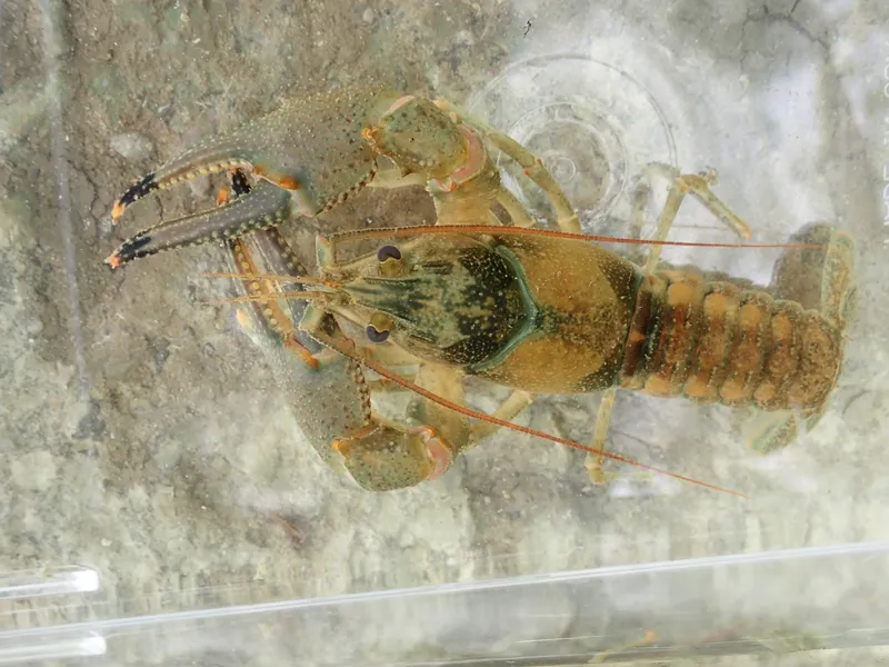 Kentucky River Crayfish (Faxonius juvenilis)