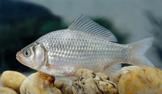 Gibel (Prussian) Carp (Carassius gibelio)