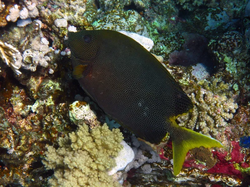 Brown-Spotted Spinefoot (Siganus stellatus)