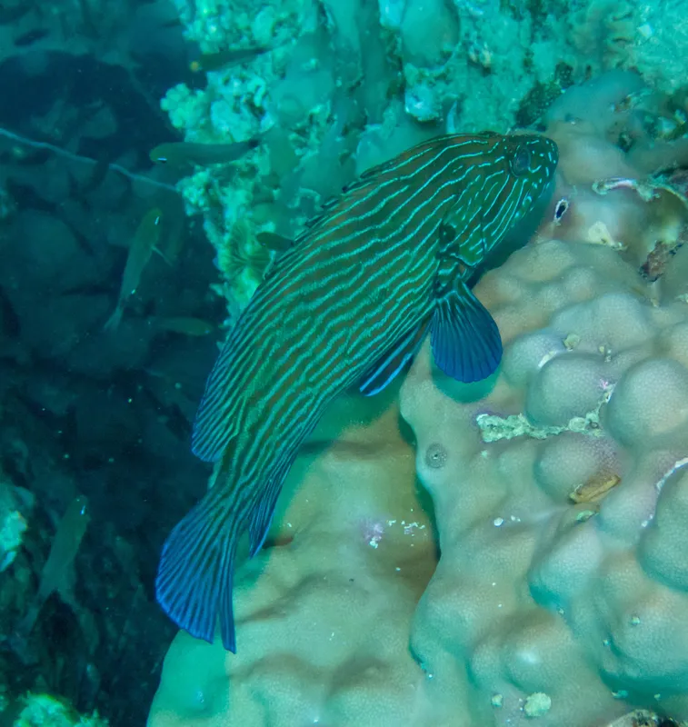 Bluelined Grouper (Cephalopholis formosa)