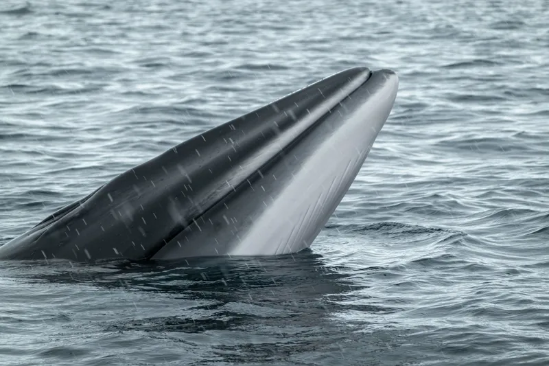 Antarctic Minke Whale (Balaenoptera bonaerensis)