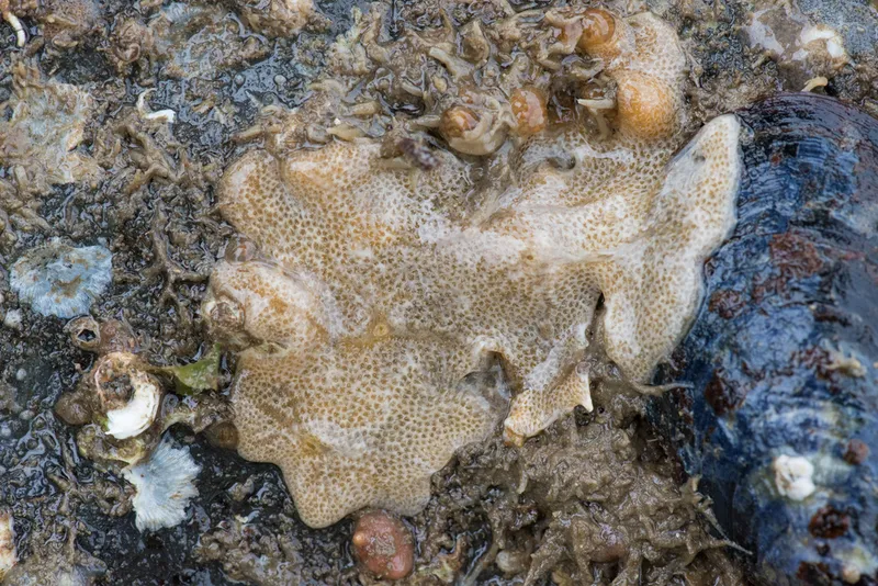 Compound Sea Squirt (Didemnum vexillum)