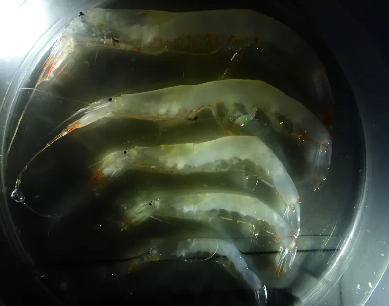 White Glass Shrimp (Pasiphaea sivado)